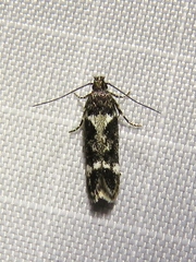 Caryocolum vicinellum