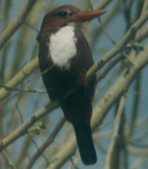 Halcyon smyrnensis