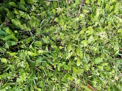 Leptinella squalida squalida