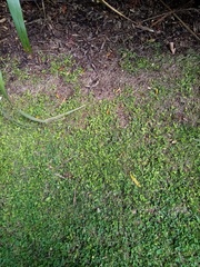 Leptinella squalida squalida