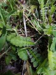 Leptinella squalida squalida