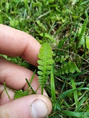 Leptinella squalida squalida