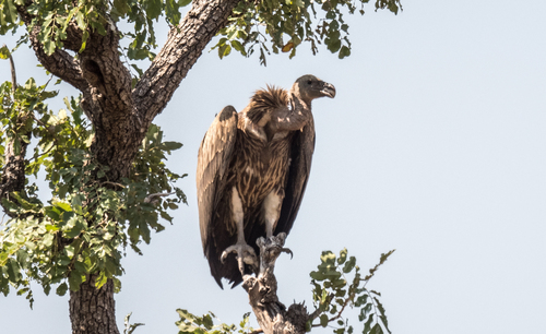 Rüppell's Griffon