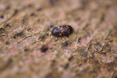 Mycetophagus atomarius