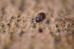 Mycetophagus atomarius