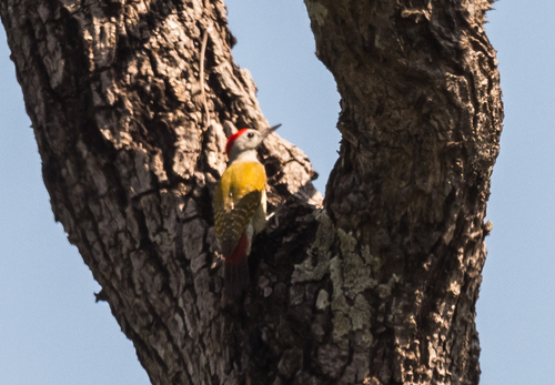 African Grey Woodpecker