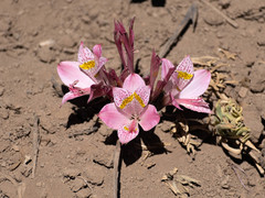 Alstroemeria pallida