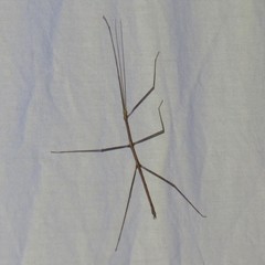 Pseudosermyle straminea