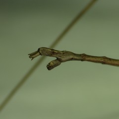Pseudosermyle straminea