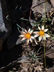 Mutisia sinuata