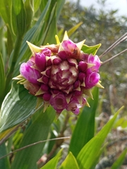 Elleanthus sodiroi