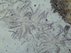 Trichoderma citrinoviride