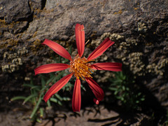 Mutisia subulata