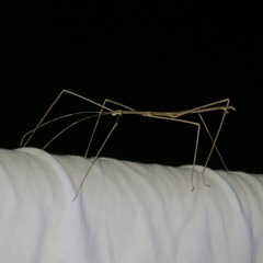 Pseudosermyle straminea