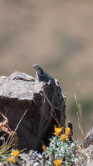 Liolaemus nigroviridis