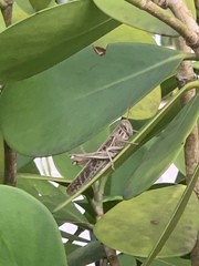 Schistocerca americana