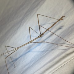 Pseudosermyle straminea