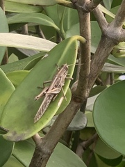 Schistocerca americana