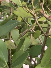 Schistocerca americana