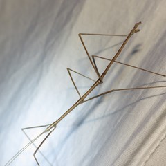 Pseudosermyle straminea