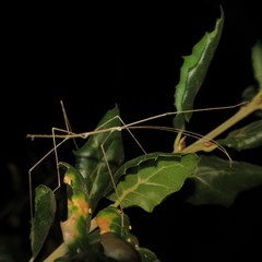 Pseudosermyle straminea