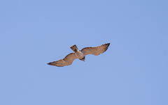 Circaetus beaudouini