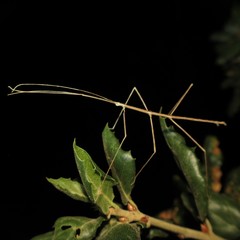Pseudosermyle straminea