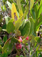 Macleania cordifolia