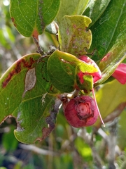 Macleania cordifolia