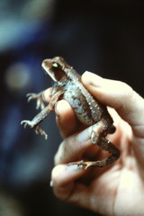 Incilius aucoinae