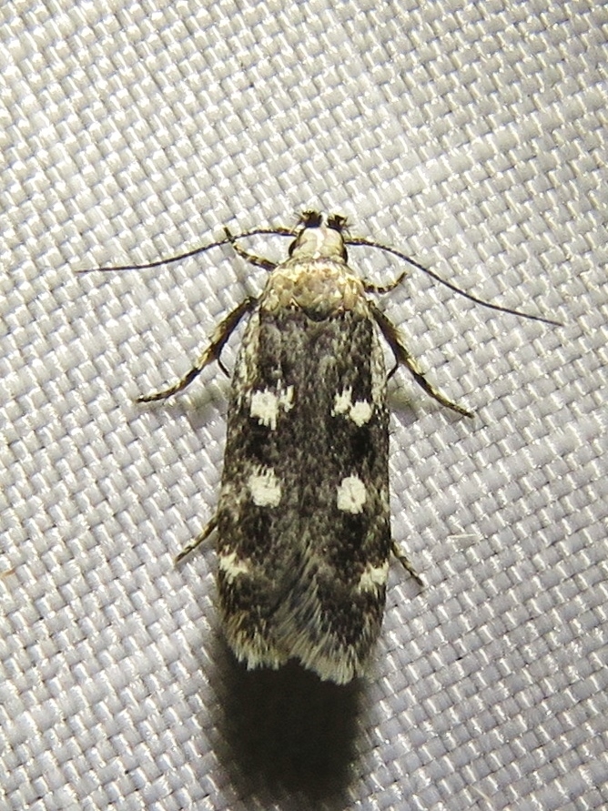 Gelechia sestertiella
