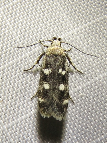 Gelechia sestertiella