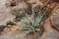 Teucrium helichrysoides