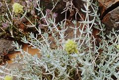 Teucrium helichrysoides