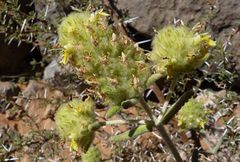 Teucrium helichrysoides