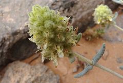 Teucrium helichrysoides