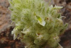 Teucrium helichrysoides