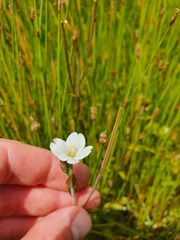 Epilobium insulare