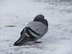 Columba livia domestica