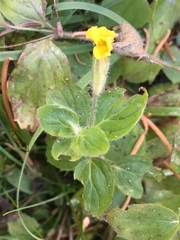 Erythranthe moschata