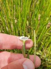 Epilobium insulare