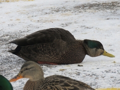 Anas rubripes × platyrhynchos