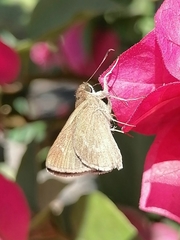 Lerodea eufala eufala