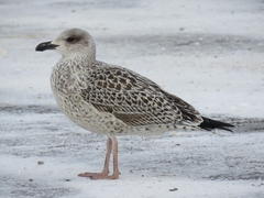 Larus marinus
