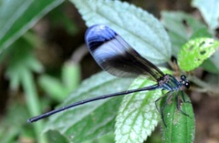 Psolodesmus mandarinus