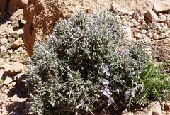 Teucrium malenconianum