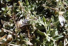 Teucrium malenconianum