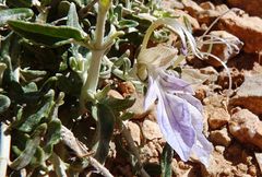 Teucrium malenconianum
