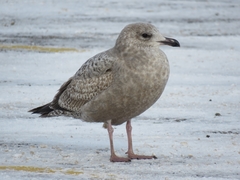 Larus argentatus