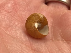 Calliostoma supragranosum
